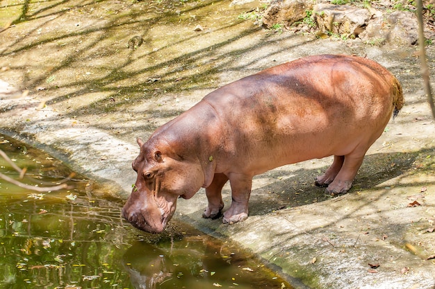 Smutny hipopotam w zoo