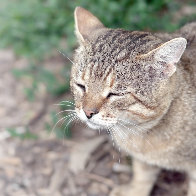 Smutny kagana portret szary pasiasty tabby kot z zielonymi oczami, selekcyjna ostrość