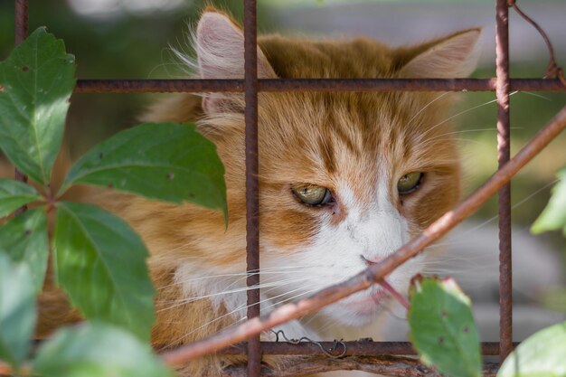 Zdjęcie smutny kot w klatce.
