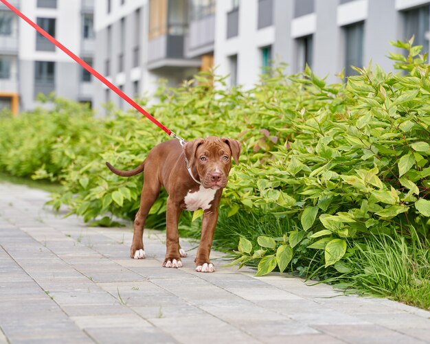 Smutny Młody Amerykański Pitbull Terrier Chodzący Na Smyczy W Pobliżu Krzaków Z Rodzicem Bez Twarzy