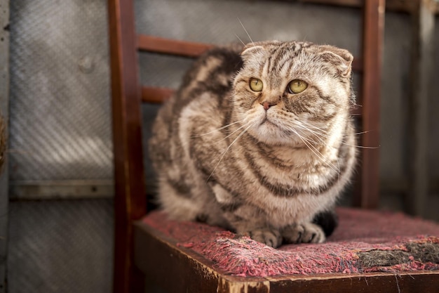 Smutny, Niedowierzający Kot Scottish Fold Wygrzewał Się W Słońcu, Siedząc Na Starym Krześle I Patrząc Z Zainteresowaniem