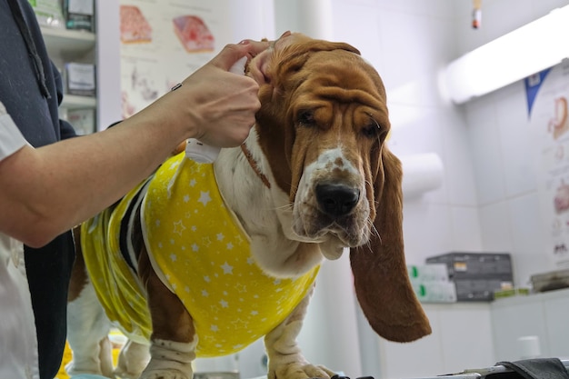 Smutny pies Basset hound podczas badania u lekarza weterynarii
