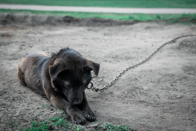 Smutny samotny pies na łańcuchu Pojęcie samotnego znudzonego życia Spętany okolicznościami