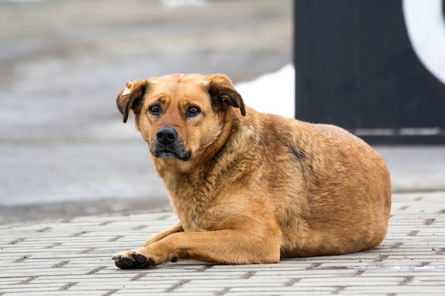 Smutny żółty pies w oczekiwaniu na właściciela. Portret zwierzaka na ziemi.