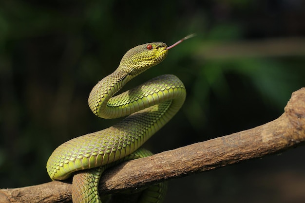 Snake Green Mangrove pit viper to jadowity gatunek żmii pitnej pochodzący z Azji Południowo-Wschodniej