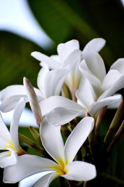 Snap pięknego, świeżego bukietu białych kwiatów