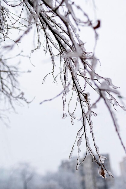 Śnieg leży na gałęziach drzewa na tle nieba Zdjęcia wysokiej jakości