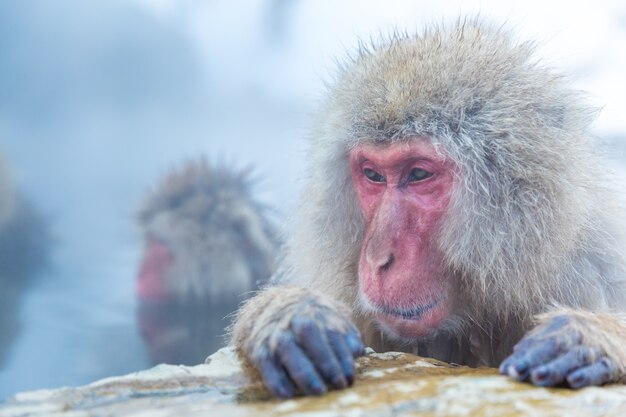 Śnieg Małpa Macaque Onsen