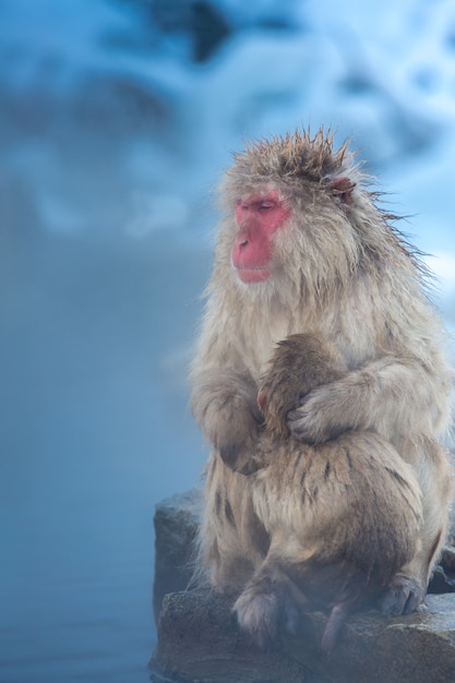 Śnieg Małpa Macaque Onsen