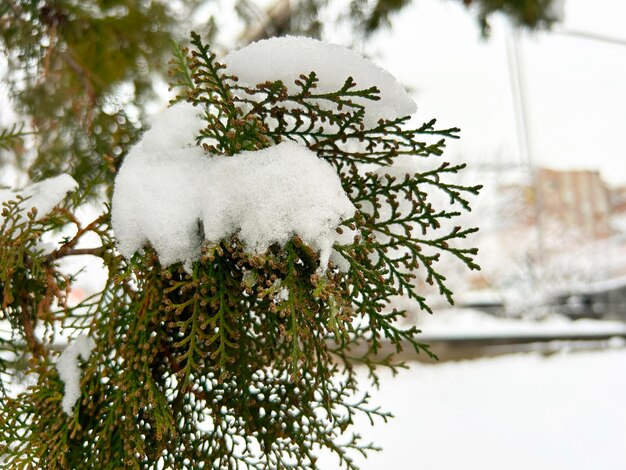 Śnieg na drzewie thuja Zimowe tło