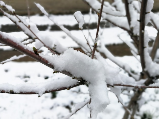 Zdjęcie Śnieg na drzewie