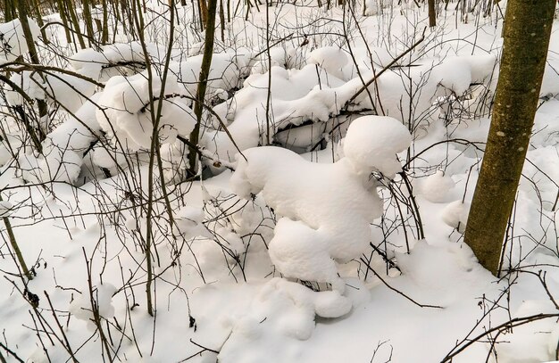 Śnieg Na Gałęziach Drzew O Nietypowym Kształcie. Zimowy Dzień. Obwód Leningradzki.