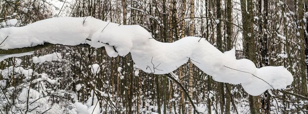 Śnieg na gałęziach drzew o nietypowym kształcie. Zimowy dzień. Obwód leningradzki.