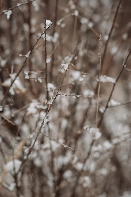 Śnieg na gałęziach krzewów na początku zimy 4373