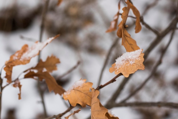 Śnieg na liściach dębu, zimowy śnieg makro, brązowo-biała kolorystyka