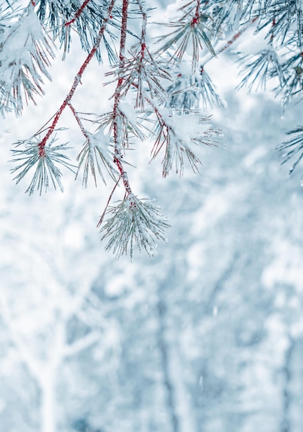 śnieg na liściach sosny w sezonie zimowym