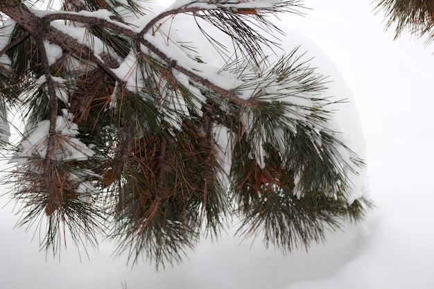 Śnieg Na Sośnie Zimowe Abstrakcyjne Tło