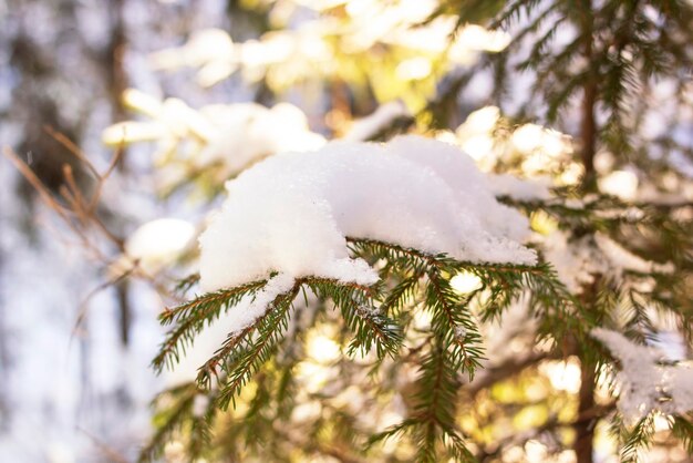 Śnieg na świerkowych gałęziach w zbliżeniu światła słonecznego