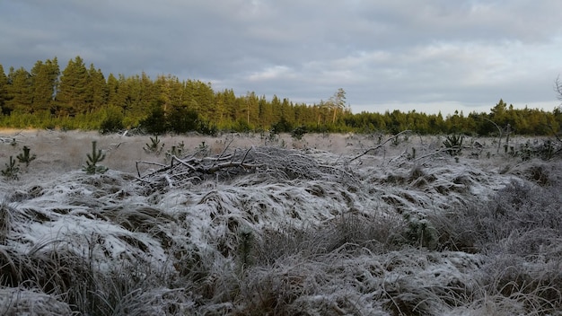 Śnieg na trawiastym polu, chmurne niebo.