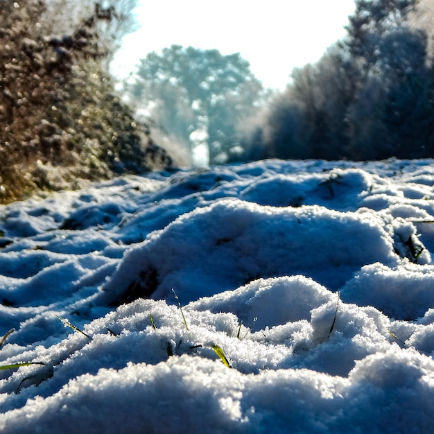 Śnieg na ziemi i drzewa w tle