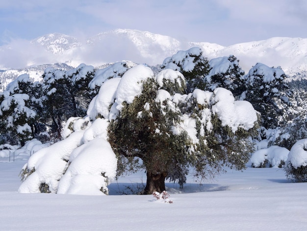 Śnieg pada na tle drzewa oliwnego zimą w greckiej wiosce w Grecji