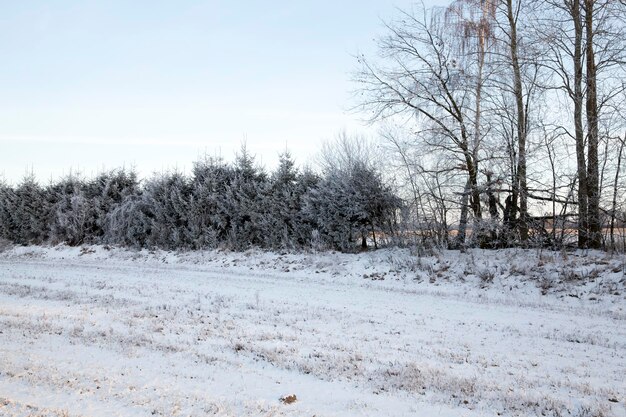 Śnieg po opadach śniegu w sezonie zimowym sezon zimowy w przyrodzie