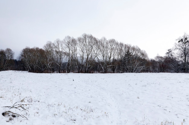 Śnieg sfotografowany w sezonie zimowym, który pojawił się po opadach śniegu, zbliżenie,