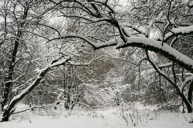 Śnieg W Lesie Na Drzewach I Ziemi. Zimowy Krajobraz.