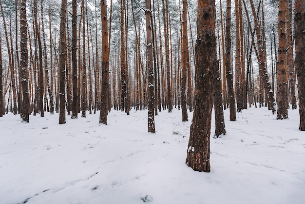 śnieg W Sosnowym Lesie