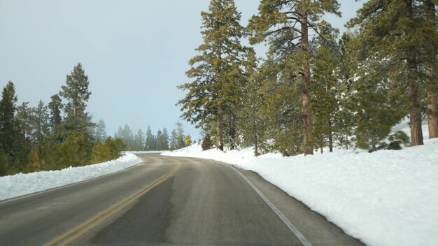 Śnieg w zimowym lesie, jazda samochodem, podróż w zimie Utah USA. Sosny iglaste z samochodu