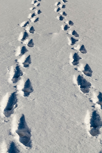 Śnieg Z Uszkodzeniami