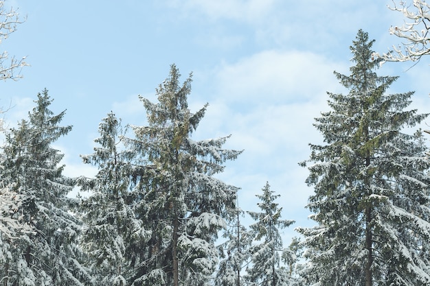 Śnieg Zakrywał Sosny W Lesie Na Zima Dnia Niebieskim Niebie. Skopiuj Miejsce