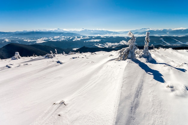 Śnieg zakrywał wygiętą małą sosnę w zim górach. Arktyczny krajobraz. Kolorowa scena plenerowa, przetworzone zdjęcie w stylu artystycznym.