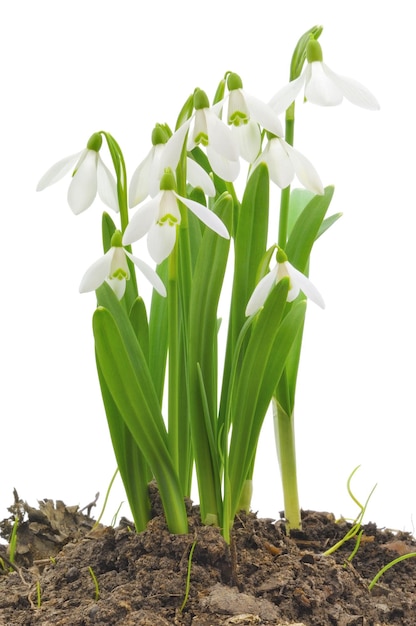 Śnieżki Galanthus nivalis na białym tle