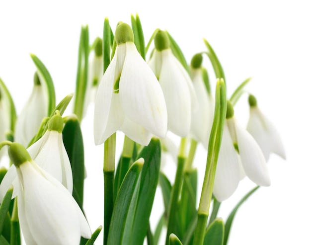 Śnieżki Galanthus nivalis na białym tle