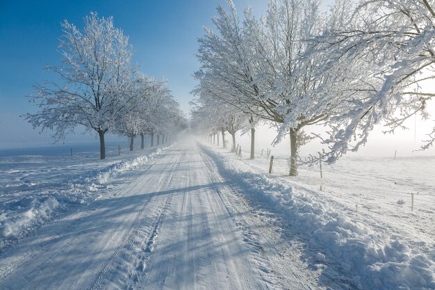 Śnieżna droga pośród gołych drzew.