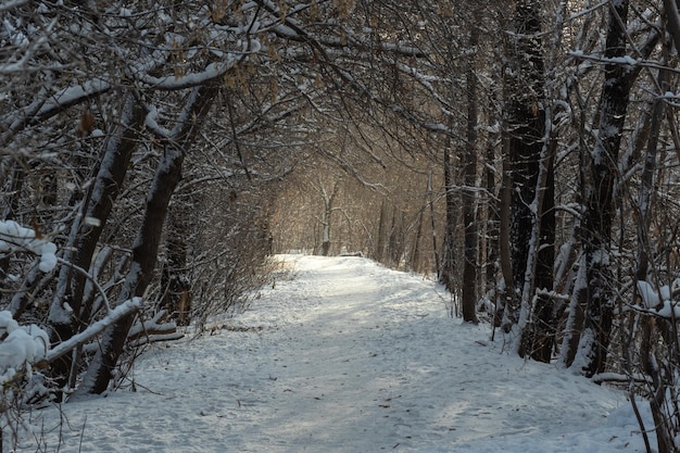 Śnieżna leśna droga, łuk pokrytych śniegiem drzew, tunel, naturalne, niezwykłe tło dla twoich zdjęć.