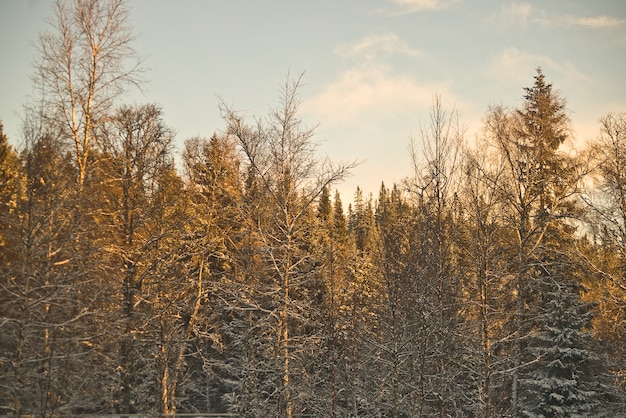 Śnieżna Norwegia lasowa zimna zima