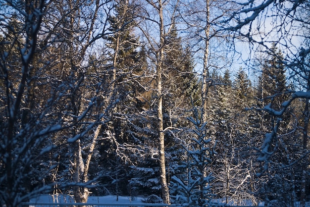 Śnieżna Norwegia Lasowa Zimna Zima