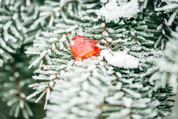 Zdjęcie Śnieżna pogoda zimą gałęzie i liście roślin są pokryte mrozem zimowa leśna gałązka świerkowa