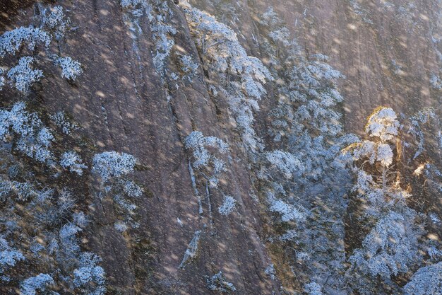 Śnieżna Scena Na Górze Huangshan, Sosna Pokryta śniegiem Podczas Wschodu Słońca, Chiny