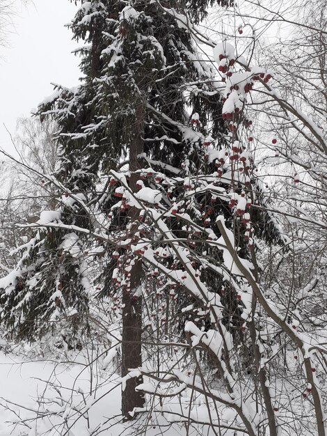 Śnieżna sosna i jabłko Śnieg pokrył drzewo owocowe Czerwone małe jabłka na drzewie