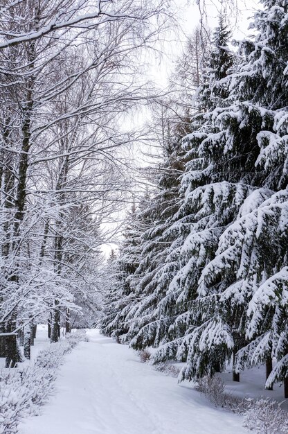 Zdjęcie Śnieżna ziemia pośród drzew w lesie