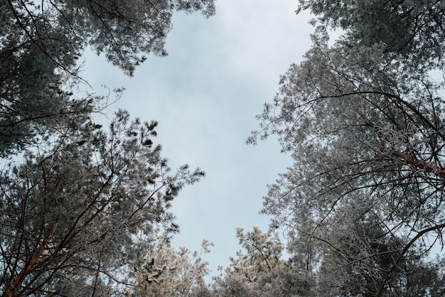 Śnieżna zima las iglasty i niebo, widok od dołu do góry.