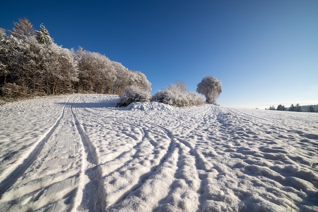 Śnieżna zima na łące iw lesie pod błękitnym niebem