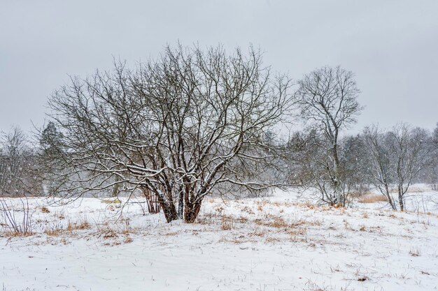 Śnieżna Zima Naturalne Tło. Opady śniegu W Zimowym Lesie. Zimowy Park śnieżny Z Bezlistnymi Drzewami.