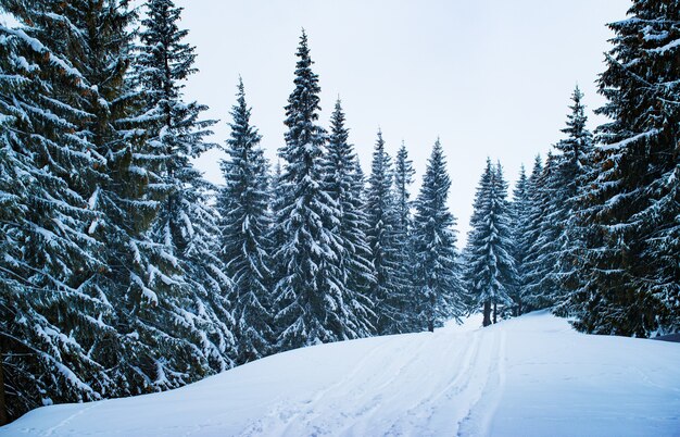 Śnieżna Zimowa Trasa Narciarska Położona Jest W Lesie Wśród Wysokich, Gęstych Jodeł Pokrytych śniegiem W Pochmurny Zimowy Dzień