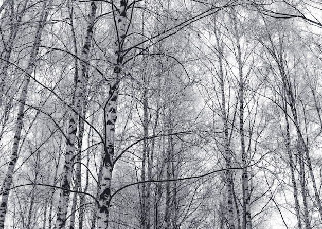 Śnieżne brzozy gałąź czarny i biały