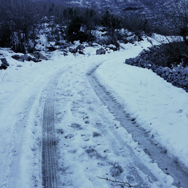 Śnieżne drzewa na polu