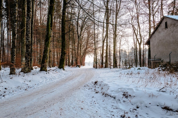 Śnieżne drzewa w lesie na tle nieba